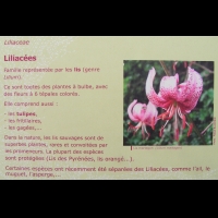 Famille Liliacees ou Liliaceae (txt)